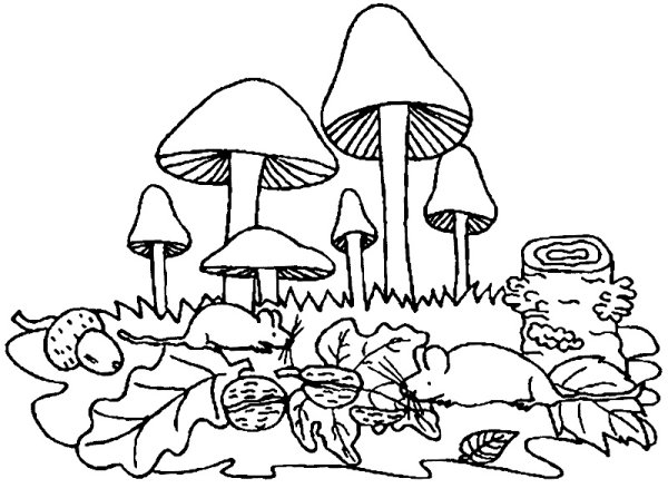 Раскраска ядовитых грибов