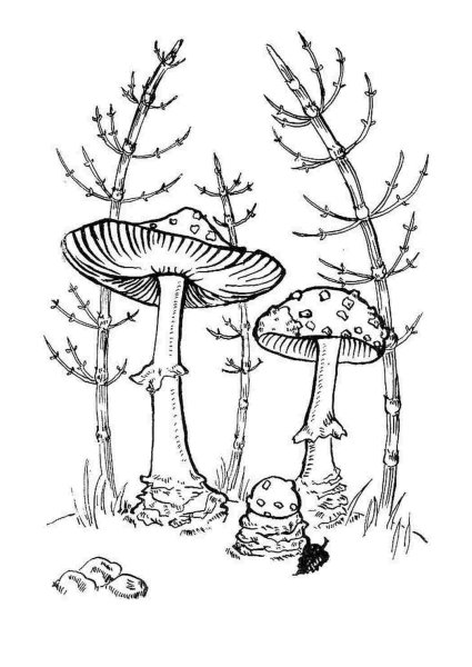 Мухомор раскраска