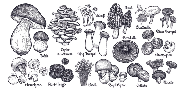 Черно белые съедобных гриба