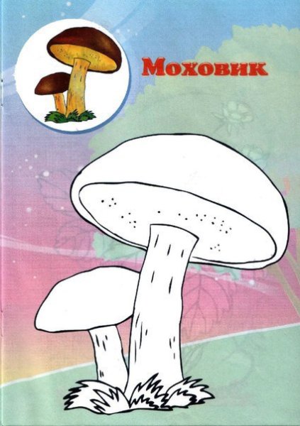 Гриб моховик рисунок