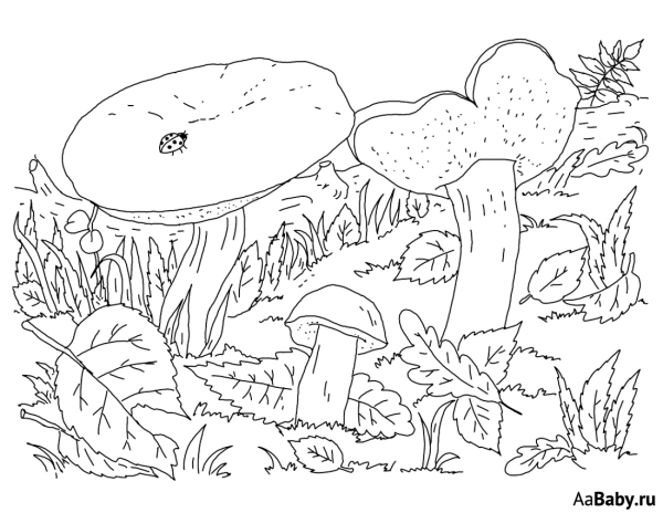 Грибы раскраска для детей