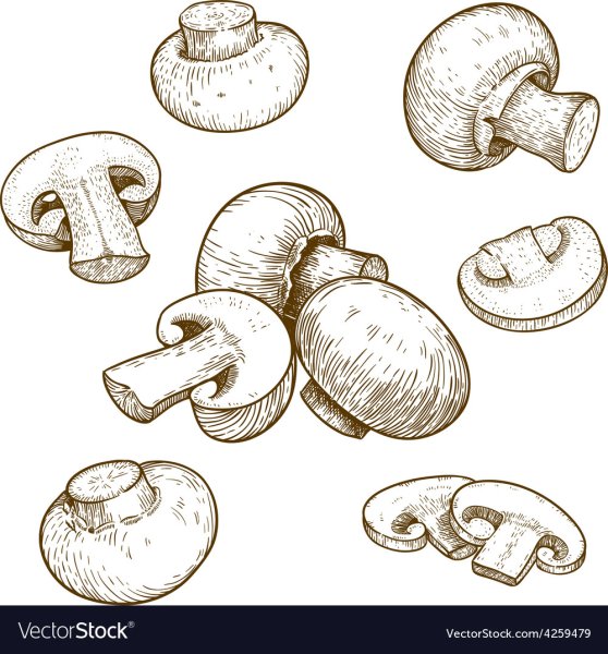 Шампиньон в разрезе вектор