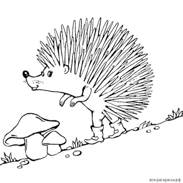 Еж с грибами раскраска