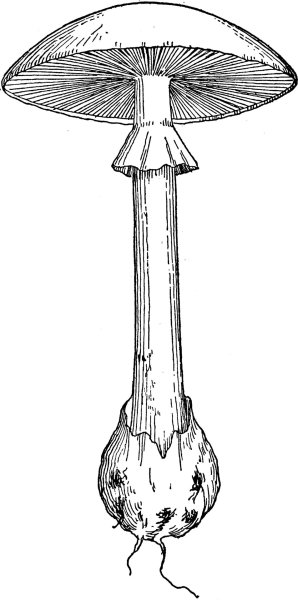 Бледная поганка