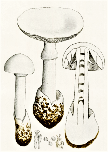 Бледная поганка рисунок карандашом