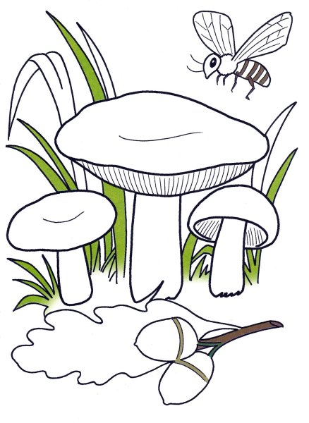 Раскраска гриб сыроежка