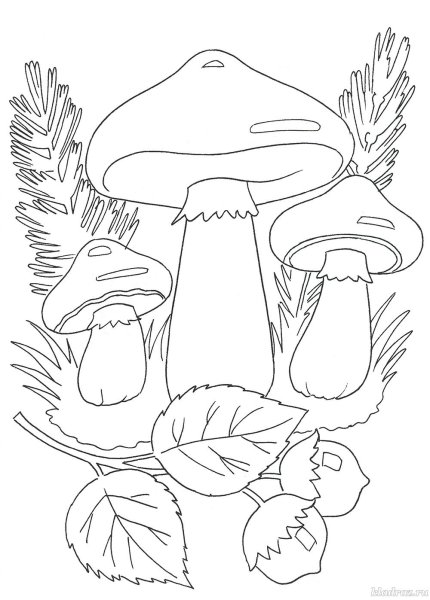 Раскраска гриб масленок
