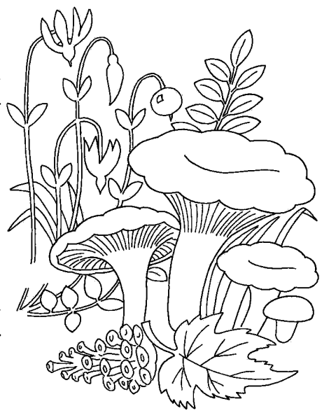 Лисички грибы разукрашка