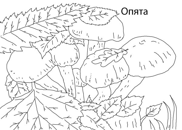 Раскраска грибы опята