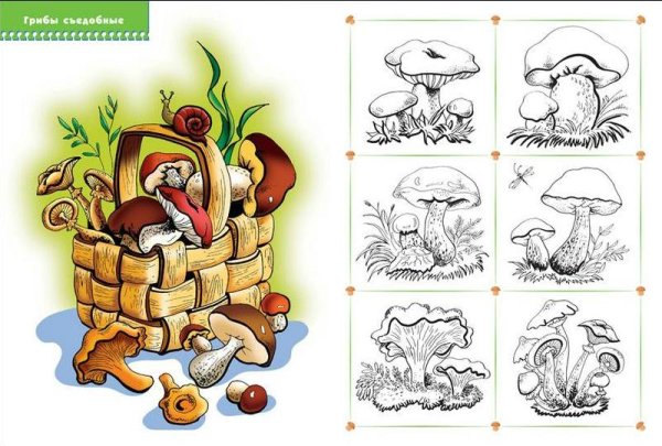 Съедобные и несъедобные грибы раскраска