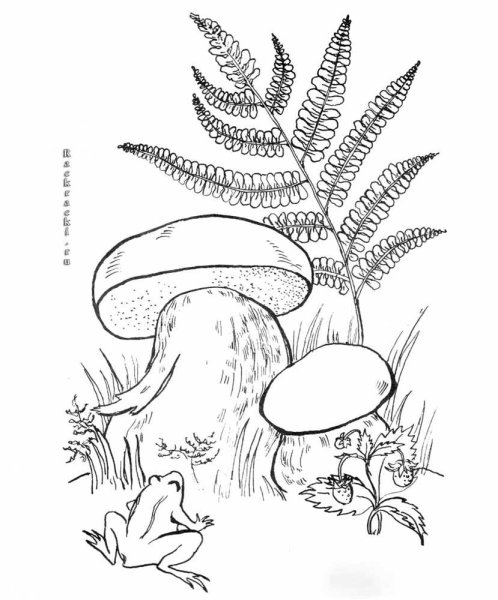 Белый гриб раскраска