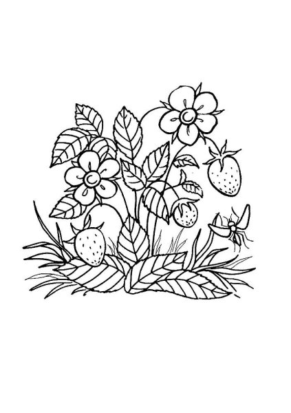 Лесные ягоды раскраска для детей