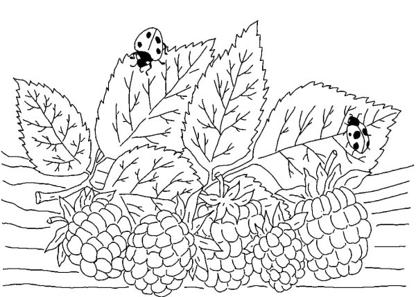 Ежевика раскраска для детей