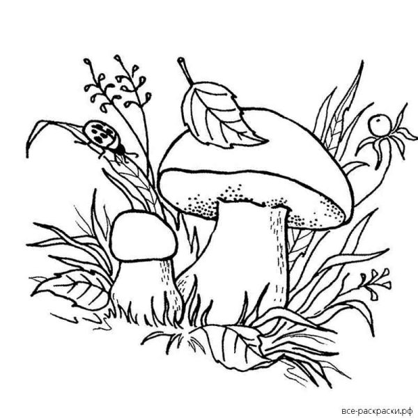 Гриб раскраска