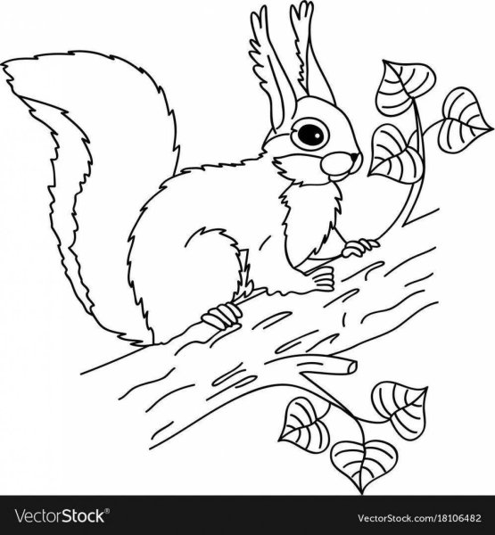 Белочка раскраска для детей