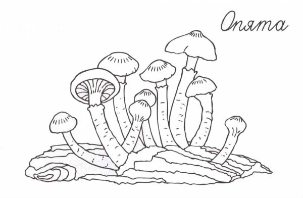 Съедобные грибы опята раскраска