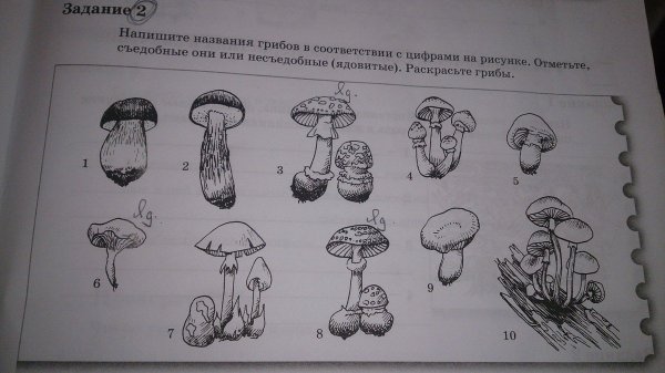 Раскраскасьедобный и несьедобные грибы