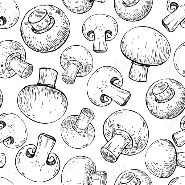 Шампиньон в разрезе вектор