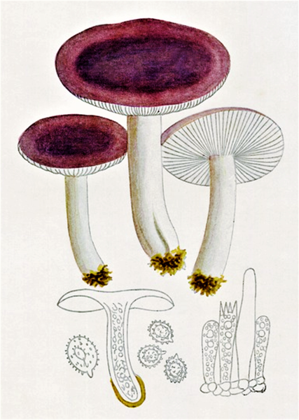 Строение гименофора сыроежки