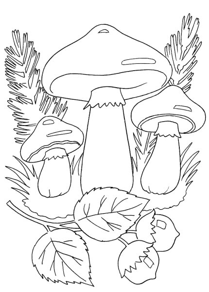 Осенние грибы раскраска для детей
