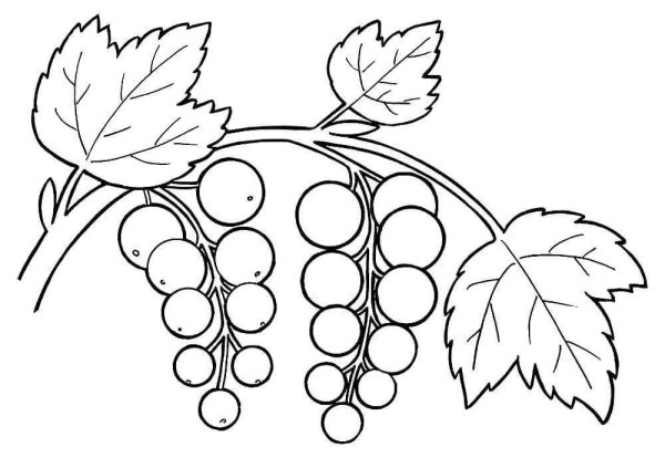 Раскраска ягоды крыжовник