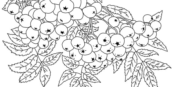 Раскраска рябина дерево