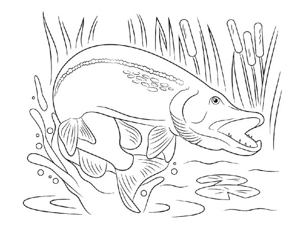 Щука раскраска