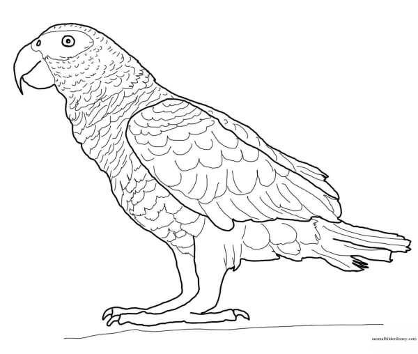Попугай жако рисунок