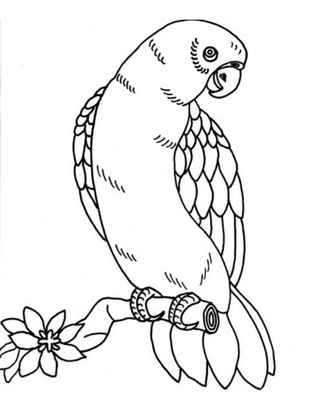 Попугай раскраска для детей