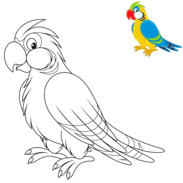 Попугай раскраска для детей