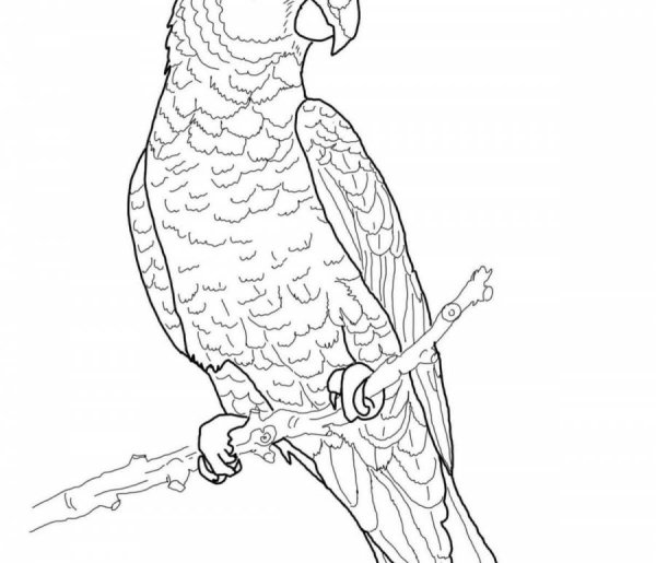 Попугай раскраска для детей