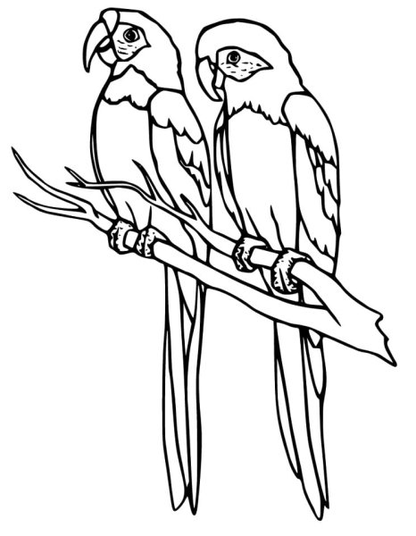 Попугай картинка раскраска