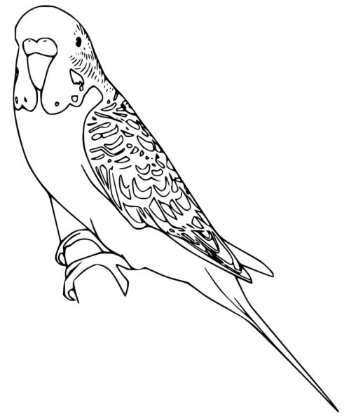 Волнистый попугай раскраска для детей