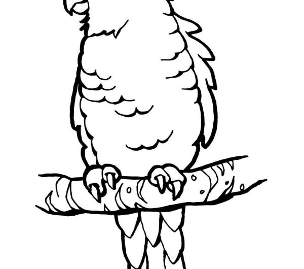 Попугай раскраска для детей