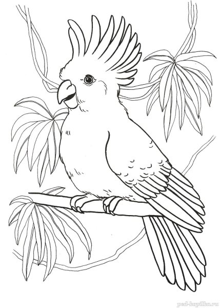 Раскраска попугай Какаду