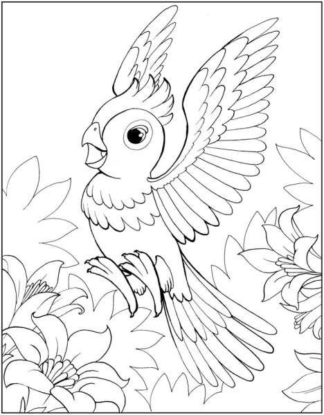 Раскраска попугай