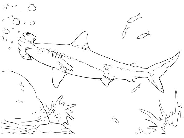 Акула молот раскраска