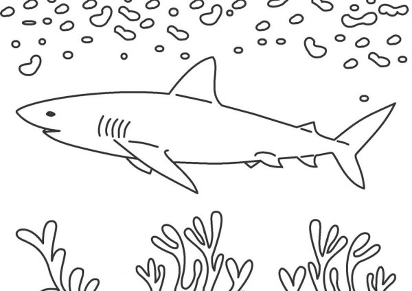 Cool Sharks Prints for Kids