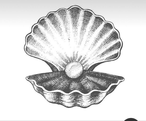 Ракушка эскиз