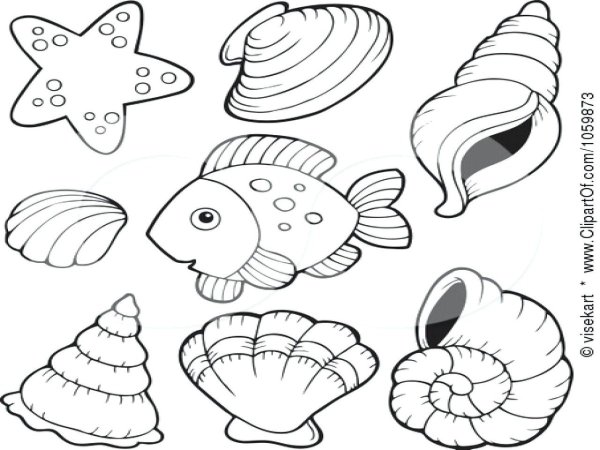 Ракушка раскраска