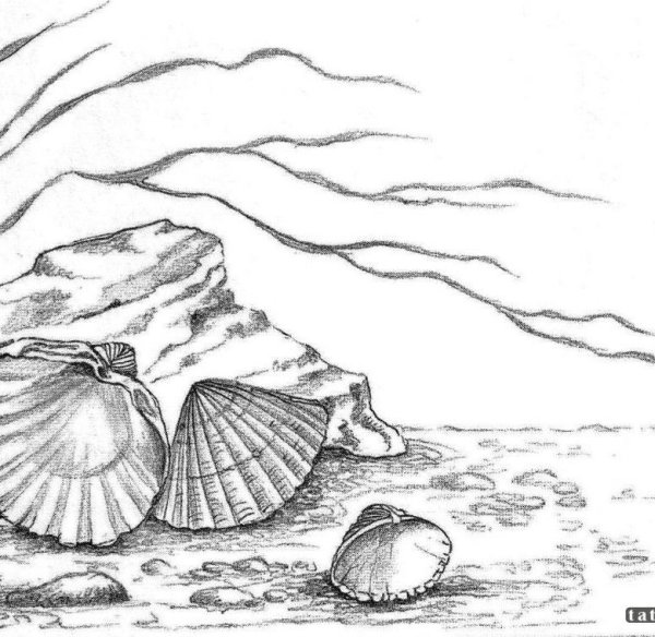 Ракушка эскиз