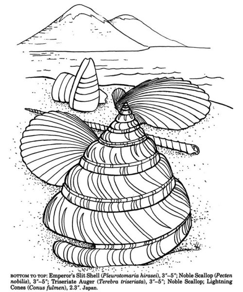 Раскраска в виде ракушки