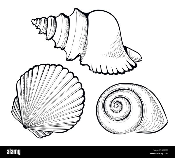 Раскраски ракушки морские