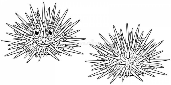Морской еж раскраска