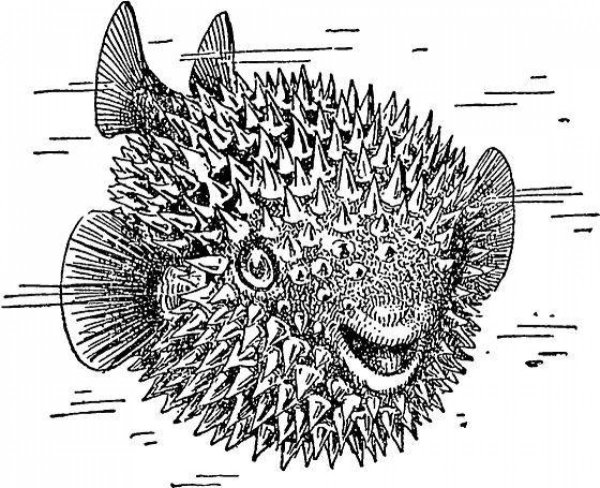 Рыба фугу строение тела