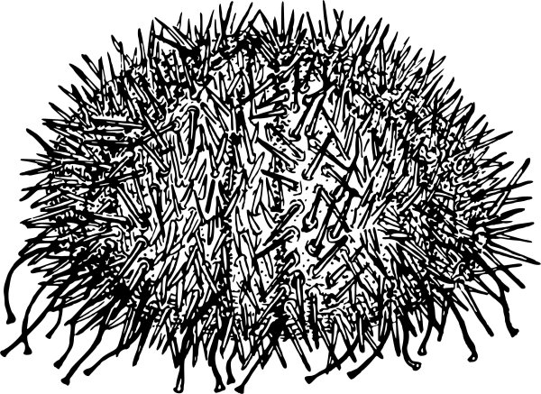 Рисование морские Ежи