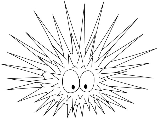 Sea Urchin drawing for Kids