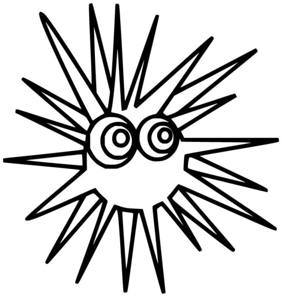 Морской еж раскраска для детей