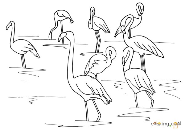 Раскраска Фламинго на море