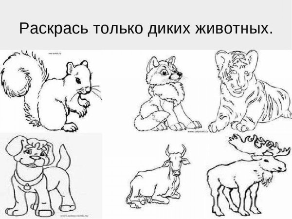 Дикие и домашние животные задания для дошкольников